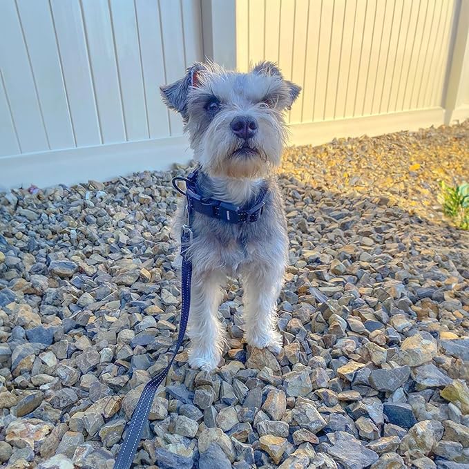 Best Pet Supplies Voyager Reflective Dog Leash or Collar with Neoprene Handle, for Small, Medium, and Large Breed Puppies, Cute and Heavy Duty for Walking, Running and Training - Blue (Leash), S