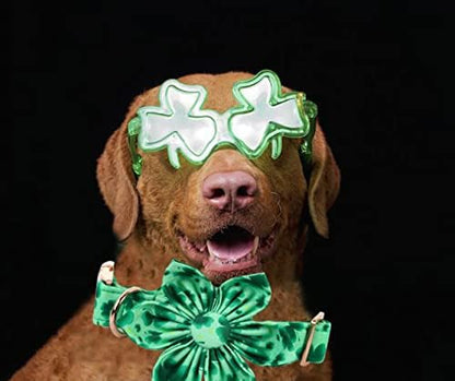 Lionheart Glory St. Patrick's Day Dog Collar, Dog Collar with Flower, Cute Floral Pattern Pet Collars Adjustable Pet Collars for Medium Dogs