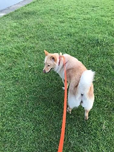 AMAGOOD Dog/Puppy Obedience Recall Training Agility Lead-15 ft 20 ft 30 ft 50 ft Long Leash-for Dog Training,Tie Out,Play,Safety,Camping (50Feet x 1Inch, Blue)