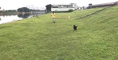 AmaGood Dog/Puppy Obedience Recall Training Agility Lead-15 ft 20 ft 30 ft 50 ft Long Leash-for Dog Training,Tie Out,Play,Safety,Camping (50feet, Orange)