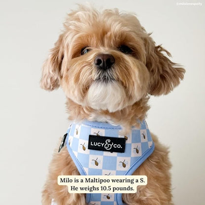 Lucy & Co. Bumbling Around Reversible Dog Harness, Adjustable Comfort Fit with Dual Leash Attachments, Small