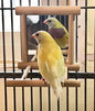 Birds Mirror for Cage,Parrot Hanging Swing with Mirror,Natural Wooden Play Mirror Pet Bird Cage Accessories with Metal Hook