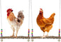 2PCS Chicken Bird Swings - Natural Wooden Swing Toys with Wooden Stands for Chickens, Hens & Parrots