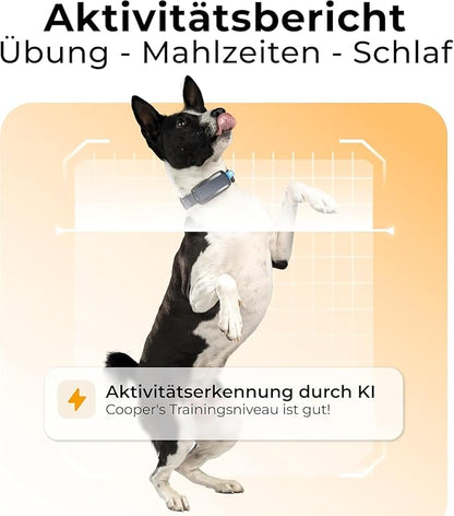 Invoxia Minitailz - Health & GPS Tracker for Dogs #1 - Cardiac and Respiratory Scan - Real-time Location - Activity and Well-Being Analysis - Compact, Lightweight, and Easy to Install