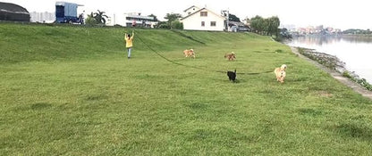 AMAGOOD Dog/Puppy Obedience Recall Training Agility Lead-15 ft 20 ft 30 ft 50 ft Long Leash-for Dog Training,Tie Out,Play,Safety,Camping (30Feet x 1Inch,Blue)