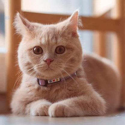 Pawtitas Reflective Black Cat Collar with Safety Buckle and Removable Bell for Kitten and Cats