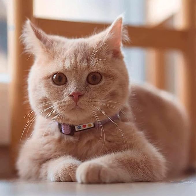 Pawtitas Reflective Orange Cat Collar with Safety Buckle and Removable Bell for Kitten and Cats