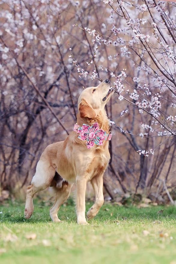 Lionheart Glory Dog Collar, Pink Dog Collar with Flower, Cute Floral Pattern Pet Collar Adjustable Dog Collar for X-Large Dogs