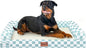 Large Dog Bed Orthopedic Washable: Beds Bolster XXL Bed Big XLarge Dogs Egg Crate Foam Sofa Couch Waterproof Removable Cover - Green Grid