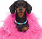 Beaded Dog Necklace Collar, Adjustable Jewelry-Inspired Design with Sparkle Beads (Iridescent Pastels, Small)