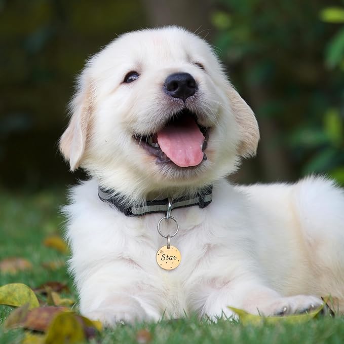 Anavia Small Size Dog Cat ID Tags, Small/XS Personalized Color Plated Stainless Steel Puppy Kitten Name Tags, Customized Engraved Nameplate Pet Collar Tag (Gold, Round)