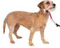 PetSafe Gentle Leader Headcollar No-Pull Dog Collar - Helps Improve Walks - Durable Nylon Construction - Padded Nose Loop - Adjustable Fit - Comfort Walking Halter - Small, Raspberry Pink