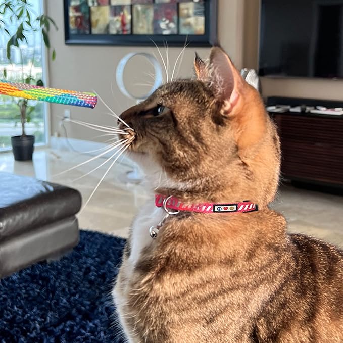 Pawtitas Personalized Teal Reflective Cat Collar – Adjustable Custom Collar with Safety Buckle, Removable Bell, and Engraved Name & Phone Number for Kittens and Adult Cats