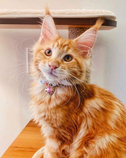 PetSoKoo Four-Leaf Clover Cat Collar with Bell Breakaway Buckle. Japanese Chirimen,Cute Kitten Collar for Girl Boy Cat