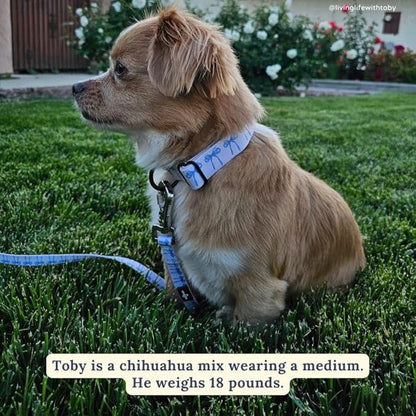 Lucy & Co. Dog Collar - Durable Lightweight Designer Collar for Pets - Adjustable Metal Safety Buckel - Small - White with Blue Bows