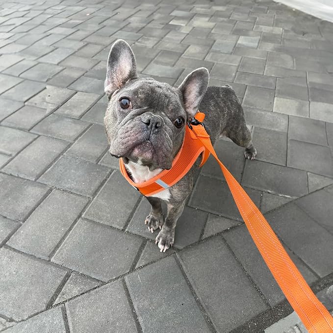 Best Pet Supplies Voyager Reflective Dog Leash or Collar with Neoprene Handle, for Small, Medium, and Large Breed Puppies, Cute and Heavy Duty for Walking, Running and Training - Orange Leash, L