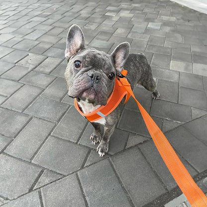 Best Pet Supplies Voyager Reflective Dog Leash or Collar with Neoprene Handle, for Small, Medium, and Large Breed Puppies, Cute and Heavy Duty for Walking, Running and Training - Orange Leash, L