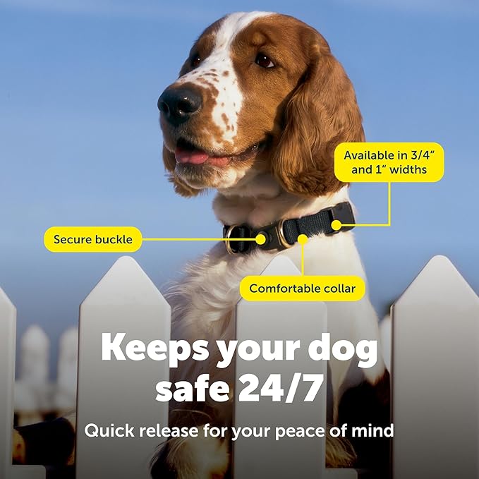 PetSafe KeepSafe Collar for Dogs - Protects Against Collar Accidents - Long Lasting - Durable - Adjustable - Breakaway - Outdoor-Safe - Medium - 3/4 In. Wide - Red