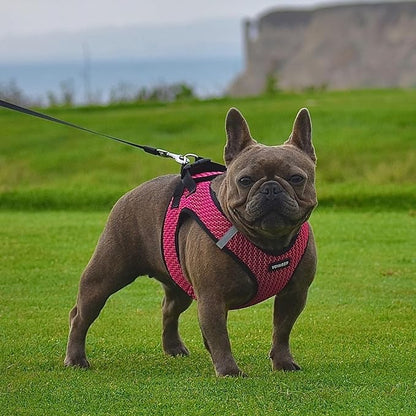 Best Pet Supplies Voyager Step-in Air Harness - All Weather Mesh, Reflective, No Pull Harness for Dogs, Cats - Secure with Hook & Loop Fastener, Buckle, Double D-Rings - Fuchsia 2-Tone, M