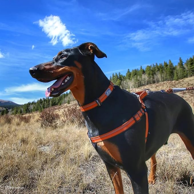 Coastal Pet K9 Explorer Reflective Adjustable Dog Collar - Comfortable Collar for The Outdoors - Durable, Lightweight Accessory with Side-Release Buckle - Fern, 5/8" x 10-14"