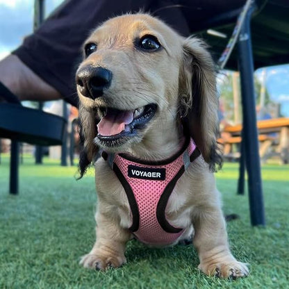 Best Pet Supplies Voyager Step-in Air All Weather Mesh Harness and Reflective Dog 5 ft Leash Combo with Neoprene Handle, for Small, Medium and Large Breed Puppies - 1Pink Base, XL