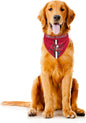 Littlearth NFL Denver Broncos Pet Bandana
