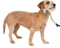 PetSafe Gentle Leader Headcollar No-Pull Dog Collar - Helps Improve Walks - Durable Nylon Construction - Padded Nose Loop - Adjustable Fit - Comfort Walking Halter - Small, Fawn