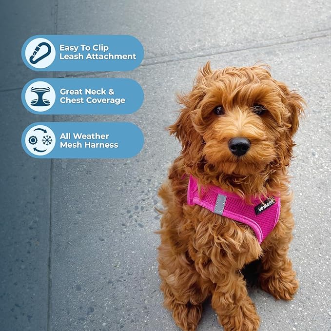 Best Pet Supplies Voyager Step-in Air All Weather Mesh Harness and Reflective Dog 5 ft Leash Combo with Neoprene Handle, for Small, Medium and Large Breed Puppies - Set (Fuchsia), M