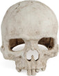 Uniclife Aquarium Skull Reptile House Decor Resin Head Skeleton Ornament for Tank Landscape Decorative Hideout Cave Shelter for Small Fish Shrimp Snail Gecko Spider Lizard in 5-20 Gallon Fish Tank