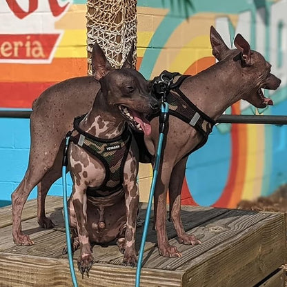 Best Pet Supplies Voyager Step-in Air All Weather Mesh Harness and Reflective Dog 5 ft Leash Combo with Neoprene Handle, for Small, Medium and Large Breed Puppies - Army Base, S