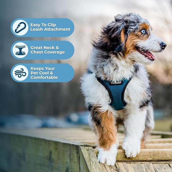 Voyager Step-in Pet Harness - All Weather Mesh, Adjustable Step in Harness for Cats and Dogs by Best Pet Supplies - Turquoise/Black Trim, L