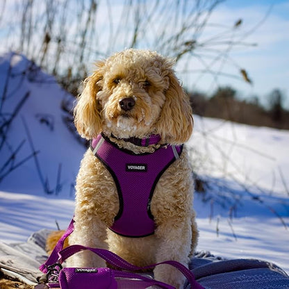 Best Pet Supplies Voyager Reflective Dog Leash or Collar with Neoprene Handle, for Small, Medium, and Large Breed Puppies, Cute and Heavy Duty for Walking, Running and Training - Purple (Leash), S