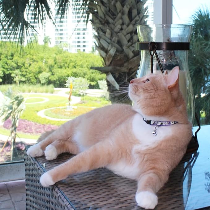 Pawtitas Halloween Cat Collars for Cats Adjustable Collar Glow in The Dark Feature and Safety Breakaway Buckle and Removable Bell to Match Your Halloween Cat's Costume - Pink Skulls Pattern