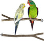 Niteangel Natural Wooden Perches for Bird Cages - Ideal for Cockatiels, Parakeets, Finches & Other Caged Birds (Natural Bark, 2 Pack)