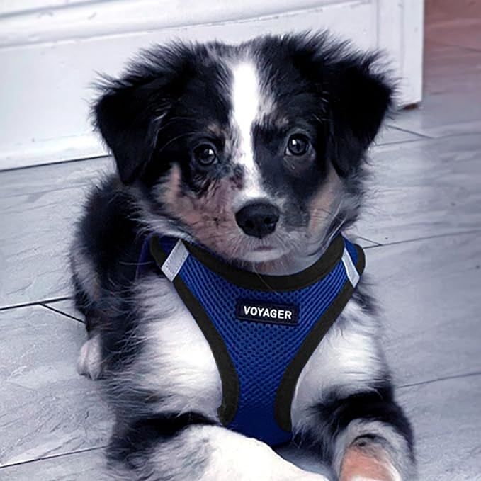 Best Pet Supplies Voyager Step-in Air All Weather Mesh Harness and Reflective Dog 5 ft Leash Combo with Neoprene Handle, for Small, Medium and Large Breed Puppies - Royal Blue/Black Trim, X-Small