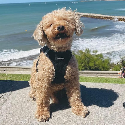 Best Pet Supplies - All Weather Mesh / Plush, Reflective, No Pull Harness for Small, Medium Dogs, Cats - Secure with Hook & Loop Fastener, Buckle, Double D-Rings - Black/Black Trim, L