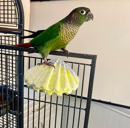 Polly's Comfy Clam Parrot Cage Flat Bird Perch for Macaws, Parakeets, Cockatiels, African Greys, Amazons and More (Blue/Yellow, Small)