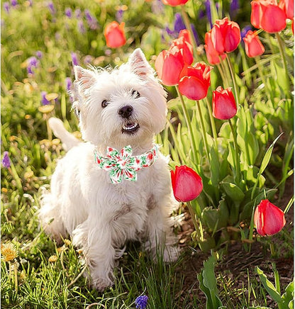 Lionheart glory Dog Collar Flowers Collar Floral Dog Collar with Flower Spring Summer Cute Collar Dog Boy or Girl Dog Collars Soft Durable Adjustable Dog Collars for Small Dogs