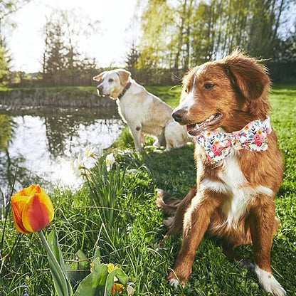 Lionheart glory Dog Collar Bow Collar Floral Dog Collar with Bow Tie Spring Summer Cute Collar Dog Boy or Girl Dog Collars Soft Durable Adjustable Dog Collars for Medium Dogs