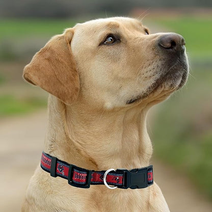 Pets First NFL Tampa Bay Buccaneers Licensed PET COLLAR, Medium - Heavy-Duty, Strong, and Durable Dog Collar. Available in 31 Football Teams and 4 Sizes
