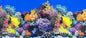Fish Tank Background Sea Anemone Coral Theme Aquarium Background Poster Fish Backdrop for Aquarium Wallpaper Double-Sided Fish Tank Sticker Paper