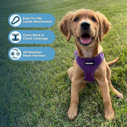 Best Pet Supplies Voyager Step-in Air Harness - All Weather Mesh, Reflective, No Pull Harness for Dogs, Cats - Secure with Hook & Loop Fastener, Buckle, Double D-Rings - Purple, M