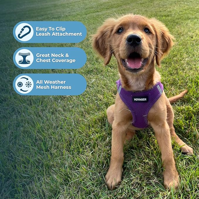 Best Pet Supplies Voyager Step-in Air Harness - All Weather Mesh, Reflective, No Pull Harness for Dogs, Cats - Secure with Hook & Loop Fastener, Buckle, Double D-Rings - Purple, S