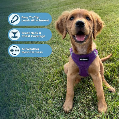 Best Pet Supplies Voyager Step-in Air Harness - All Weather Mesh, Reflective, No Pull Harness for Dogs, Cats - Secure with Hook & Loop Fastener, Buckle, Double D-Rings - Purple, S