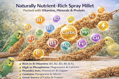 1lb Millet Tips & Tails for Birds - Parakeets, Cockatiels, Lovebirds, Finches, Budgies, Canaries, Cockatoos - Natural & Healthy Millet for Birds - Parakeet Food & Treats for All Parrots (2 Pack)