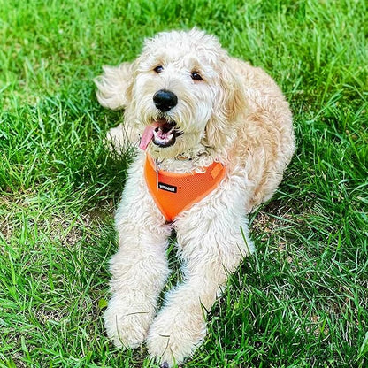 Voyager Step-in Pet Harness - All Weather Mesh, Adjustable Step in Harness for Cats and Dogs by Best Pet Supplies - Orange, M