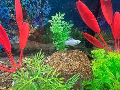 Aquarium Stone for Natural Water Clarification and Odor Removal Featuring Beneficial Bacteria (Small)