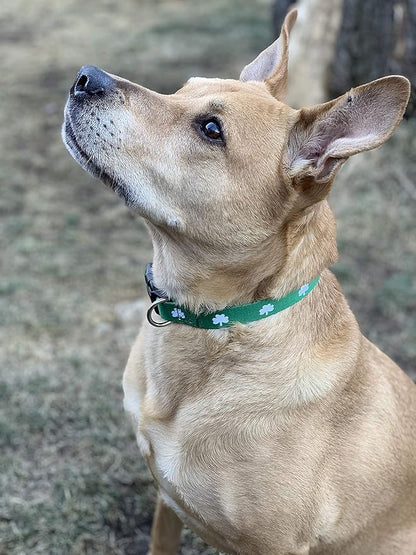 Native Pup St Patricks Dog Collar- Saint Patrick Green Shamrock Pet Collars- St. Patrick’s Lucky Irish- Cute Boy Girl Puppy Gift- Adjustable for Small, Medium, Large Breeds (Shamrock, Medium)