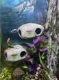 Aquarium Decor Magnetic Rock Cave Ornament – Wall-Mounted Fish Tank Accessory