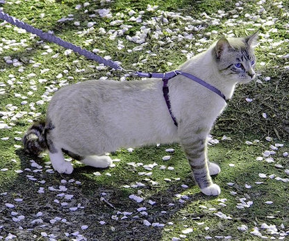 PetSafe Come With Me Kitty Cat Harness & Bungee Leash - Comfortable Cat Harness with Lightweight Bungee Leash for Outdoor Fun - More Secure Walks - Medium - Lilac
